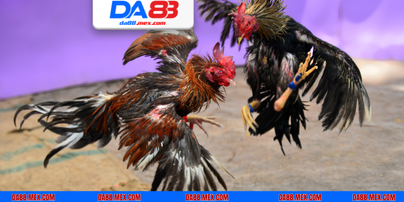 Các kèo cược đá gà tre thu hút đông đảo khách hàng tham gia chơi