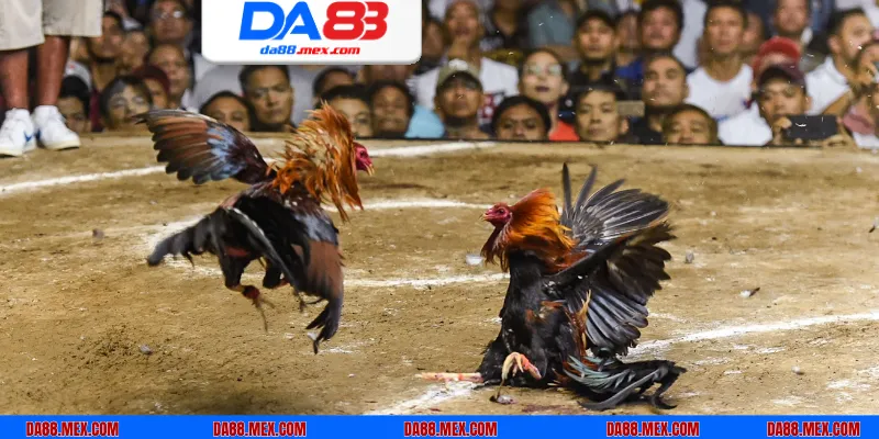 Sân chơi đá gà cựa sắt là cơ hội để kiếm lợi nhuận nhanh chóng