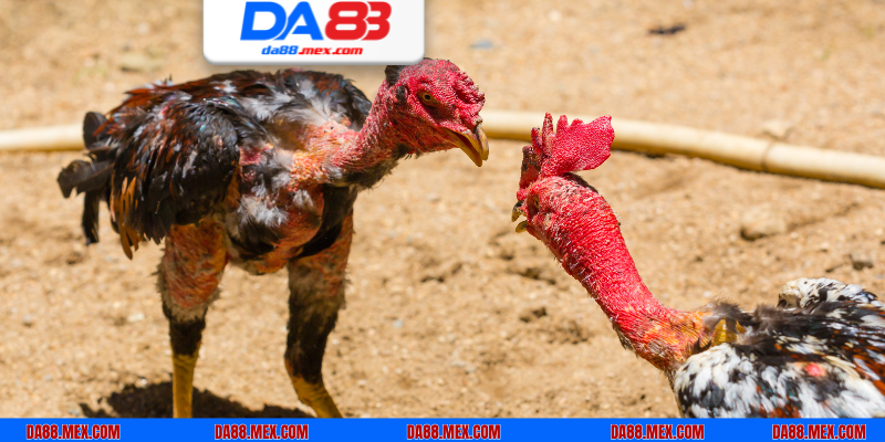 Trải nghiệm cá cược đá gà tre đỉnh cao tại nhà cái DA88